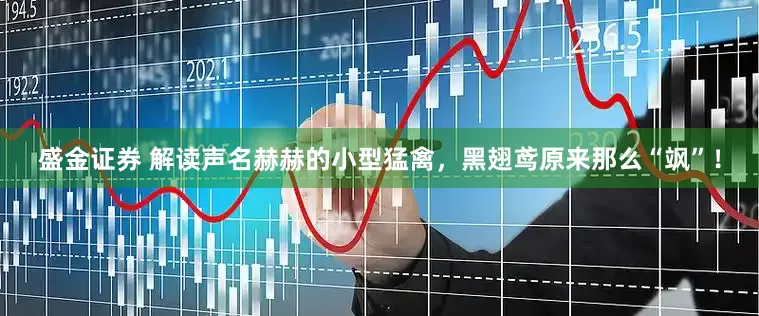 盛金证券 解读声名赫赫的小型猛禽，黑翅鸢原来那么“飒”！